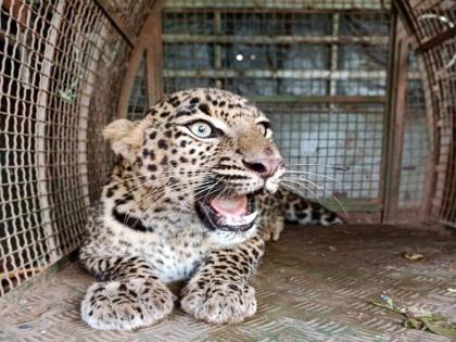 Rescue of a leopard stuck in a cage in Rajapur | राजापुरात फासकीत अडकलेल्या बिबट्याची सुटका