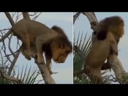 Lion forgot to get down from tree after climbing slipped and fell badly | VIDEO : झाडावर चढून खाली कसं उतरावं विसरला जंगलाचा राजा सिंह आणि मग...