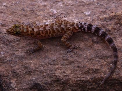 Discovery of a Pali species with a reticulate pattern on the back, Two small researchers from Satara also participated in the research | पाठीवर जाळीदार नक्षी असलेल्या पालीच्या प्रजातीचा शोध, संशोधनात साताऱ्यातील दोन चिमुकले संशोधकही सहभागी