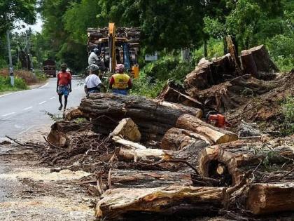 1576 trees have been affected due to Vadodara highway and 1181 trees have to be cut in three projects | वडोदरा महामार्गामुळे १५७६ झाडे प्रभावित; तीन प्रकल्पांत ११८१ वृक्षांचा जाणार बळी