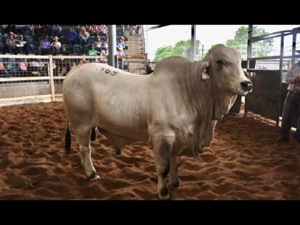 Most expensive bull semen at auction collects 20 lakh rupees in Australia | अरे बाप रे बाप! या वळूच्या सीमेनला मिळाली रेकॉर्ड ब्रेक किंमत, आकडा वाचून बसेल धक्का!