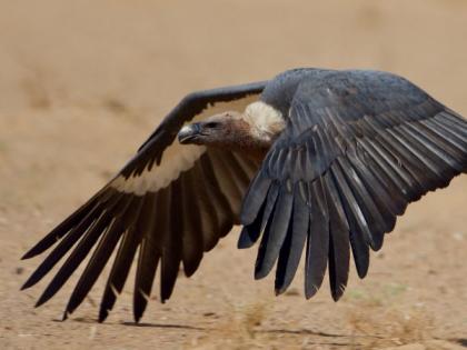 An increase in the number of endangered vultures in the country | देशातील लुप्त होणाऱ्या गिधाडांच्या संख्येत वाढ