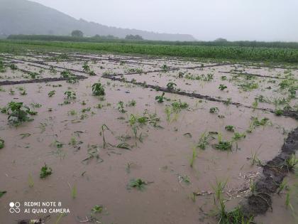 Heavy rains arrive in Bhojapur valley | भोजापूर खोऱ्यात पावसाचे दमदार आगमन