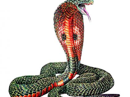 Beware of snakes in the rain; Four species of venomous snakes in the district | पावसाळ्यात सापांपासून सावधान; जिल्ह्यात विषारी सापांच्या चार प्रजाती