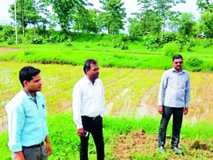 'Saguna' rice cultivation method boon for farmers | ‘सगुना’ भात लागवड पद्धत शेतकऱ्यांसाठी वरदान