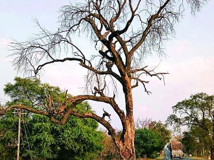 Drying trees are deemed dangerous | वाळलेली झाडे ठरताहेत धोकादायक