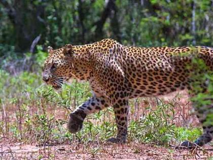 A youth was abducted by a leopard near Kohok | कोहोकडीत बिबट्याने केले युवकाचे अपहरण, पोलीस-वन विभागाच्या वतीने शोध सुरू