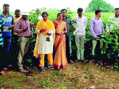 A team of Central Cotton Research Center registered in Nandori | केंद्रीय कापूस अनुसंधान केंद्राची चमू नंदोरीत दाखल