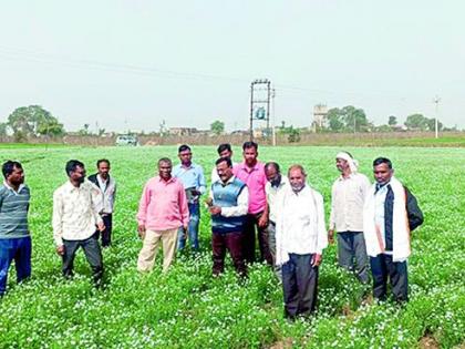 25 farmers cultivate flaxseed | २५ शेतकऱ्यांनी फुलवली जवसाची शेती