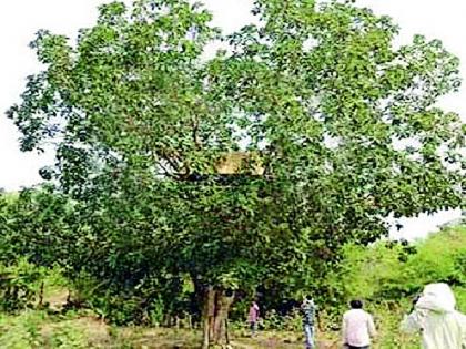 Due to the dangers of the tiger, the field maintenance from the tree | वाघाच्या भीतीने झाडावरून शेताची राखण