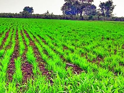 Take care of rabi crops due to cloudy weather | ढगाळ वातावरणामुळे रब्बी पिकांची घ्या काळजी