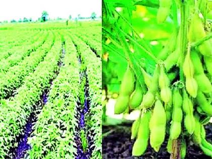 Instant soybeans; Farmers' goods even when it rains | झटपट सोयाबीन; पाऊस कधीही झाला तरी शेतकरी मालामाल