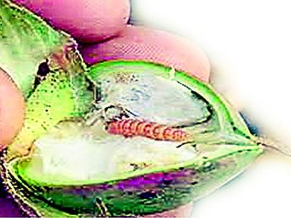 This year's cotton bollworms will grab the handfuls | हातातोंडाशी आलेला यंदाचा कापूस बोंडअळी हिसकावणार