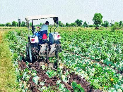 Skittish rate; Anchor on crops | कवडीमोल दर; पिकांवर नांगर