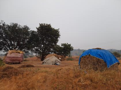 Cloudy weather hits crops in Devgaon area! | देवगाव परिसरातील पिकांना ढगाळ हवामानाचा फटका!