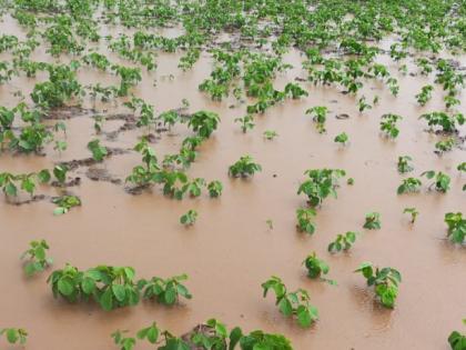 Presence of rain in Niphad taluka | निफाड तालुक्यात पावसाची हजेरी