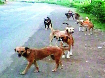 Three cows have died in Chandori due to bitten by leprosy dogs | पिसाळलेल्या कुत्र्याने चावा घेतल्याने चांदोरी येथे तीन गायी दगावल्या