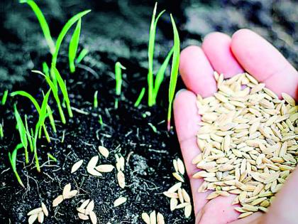 You just choose the seeds, give the variety in our opinion! | तुम्ही फक्त बियाणे निवडा, वाण आमच्या मताने देऊ !