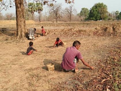 The villagers of Gadchiroli district are busy in the cultivation of Mohul flowers | गडचिरोली जिल्ह्यातील ग्रामीण नागरिक मोहफुलांच्या वेचणीत व्यस्त