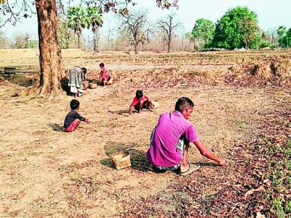 Rural Citizens Engage In Mohaful Vehicles | ग्रामीण नागरिक मोहफूल वेचणीत व्यस्त Rural Citizens Engage In Mohaful Vehicles | ग्रामीण नागरिक मोहफूल वेचणीत व्यस्त