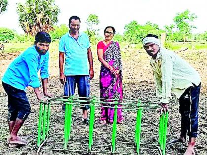 Farmers' inclination towards saguna method | सगुणा पद्धतीने धान लागवडीकडे शेतकऱ्यांचा ओढा