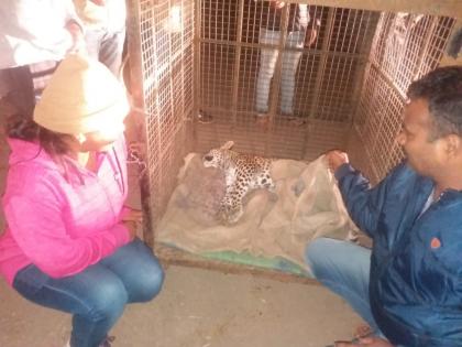 Pran survives the accident of the leopard near Dhamangaon | धामणगावजवळ अपघातग्रस्त बिबट्याचे वाचविले प्राण