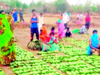 Commencement of tendu leaf collection by keeping physical dissection | फिजिकल डिस्टसिंग ठेवून तेंदूपत्ता संकलनाचे कार्य सुरू Commencement of tendu leaf collection by keeping physical dissection | फिजिकल डिस्टसिंग ठेवून तेंदूपत्ता संकलनाचे कार्य सुरू