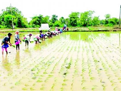 Organic rice cultivation in Tiroda taluka | तिरोडा तालुक्यात सेंद्रिय भात लागवड