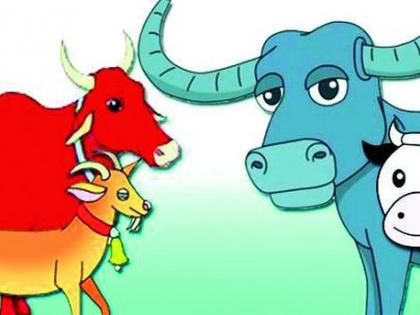 Will farmers get milch cows and chickens for rearing? | शेतकऱ्यांना पालनासाठी दुधाळ गाय व कोंबडी मिळेल का ? Will farmers get milch cows and chickens for rearing? | शेतकऱ्यांना पालनासाठी दुधाळ गाय व कोंबडी मिळेल का ?