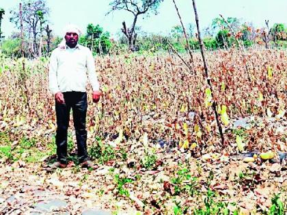 Cucumber dried in the field due to lockdown | लॉकडाउनमुळे शेतातच वाळली काकडी
