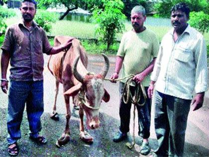  Gautar Goswadi | गोरक्षकांकडून वसूबारस