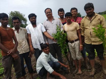 Planting of fruit trees from the Agriculture Department | कृषी विभागाकडून फळझाडांची लागवड