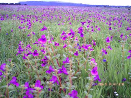 Above and above the flower carpet | वरुन आभाळमाया अन् खाली फुलांचे गालिचे