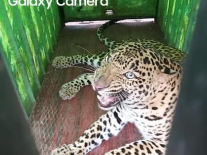 Leopards seized in Kolwadi | कोळवाडीत बिबट्या जेरबंद