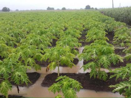 Damage due to stagnant water in the fields in Bamkheda area | बामखेडा परिसरात शेतांमध्ये पाणी साचल्याने नुकसान Damage due to stagnant water in the fields in Bamkheda area | बामखेडा परिसरात शेतांमध्ये पाणी साचल्याने नुकसान