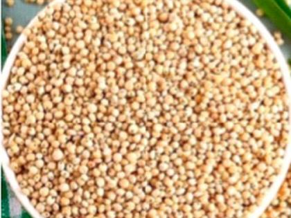 Maize and sorghum are now in the ration | रेशनमध्ये आता मका व ज्वारीही Maize and sorghum are now in the ration | रेशनमध्ये आता मका व ज्वारीही