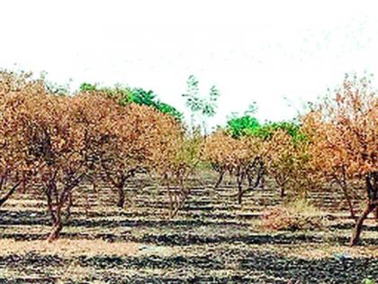 The water is not given to the coconut | मोसंबीला पाणी न देता दिले गावाला