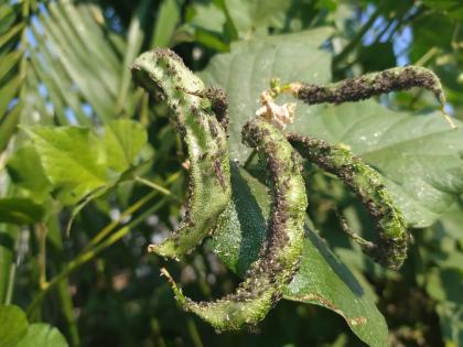 Outbreaks of diseases on vegetable crops including grapes, wheat, gram, onions | द्राक्ष, गहू, हरभरा, कांद्यासह भाजीपाला पिकावर रोगांचा प्रादुर्भाव