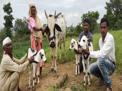 Cows gave birth to three calf | गायीने दिला तीन वासरांना जन्म