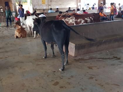 Chopda became bus resort for cattle herds | चोपडा बस आगार बनले गुरांचा गोठा