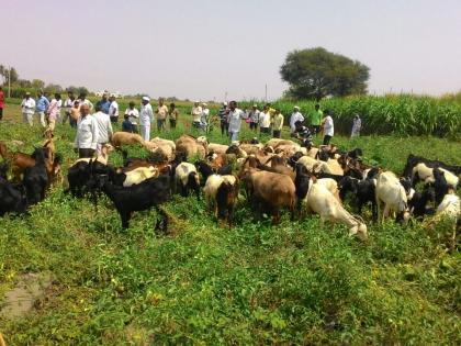 Since there is no feeling in Shrirampur, the sheep left in tomato crop | भाव नसल्याने श्रीरामपुरातील शेतक-याने टोमॅटोच्या पिकात वाजत-गाजत सोडल्या मेंढ्या