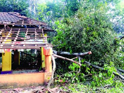 The famous pim tree fell on the anganwadi tree as the tree of God, the incident in Kudasa-Vaanoshi | सिंधुदुर्ग : देवाचे झाड म्हणून प्रसिद्ध पिंपळ वृक्ष अंगणवाडीवर कोसळला, कुडासा-वानोशीतील घटना