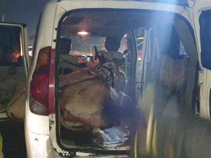 The foggy vehicle rescued the animals. | धुक्यात फसली गाडी अन् जनावरांची सुटका झाली.