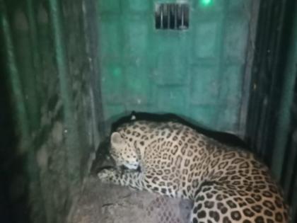 Leopard confiscated at Bhardu | भार्डू येथे बिबट्या जेरबंद