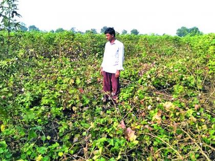 Washim: 2.50 lakh farmers afected due to rains! | वाशिम : २.५० लाख शेतकऱ्यांना अवकाळी पावसाचा फटका!