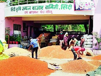 Eight hundred farmers register for cotton sale | कापूस विक्रीसाठी ८०० शेतकऱ्यांनी केली नोंदणी Eight hundred farmers register for cotton sale | कापूस विक्रीसाठी ८०० शेतकऱ्यांनी केली नोंदणी