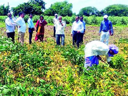 Mahabiya soya bean seeds adulteration | महाबीजच्या सोयाबीन बियाण्यात भेसळ