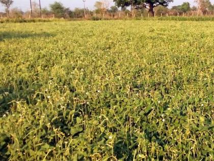 Down prices for chickpeas in Wardha district | चवळीच्या शेंगांना वर्धा जिल्ह्यात कवडीमोल भाव; दारोदार विकण्याची पाळी