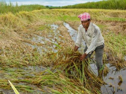 40 lakh 37 thousand hectares affected by heavy rains in the state | राज्यात ४० लाख ३७ हजार हेक्टर क्षेत्राला वादळी पावसाचा फटका ; पंचनामे पूर्ण