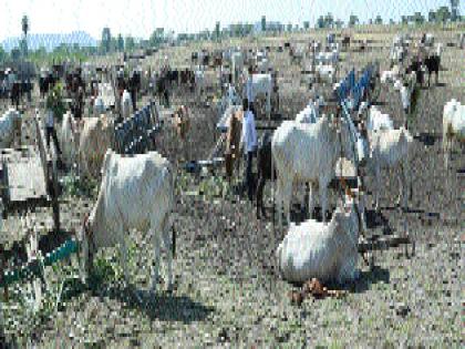 The movement to lay the dam in the dam with the cattle | धरणामध्ये गुराढोरांसह धरणे आंदोलन